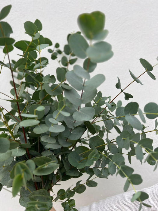 Fresh Scented Irish Eucolyptus